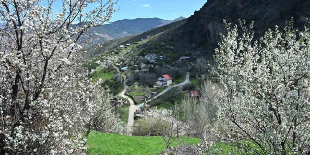 2 zıt beyaz aynı tepede buluştu! Gümüşhane’nin yüz yıllık mirası göz doldurdu 6